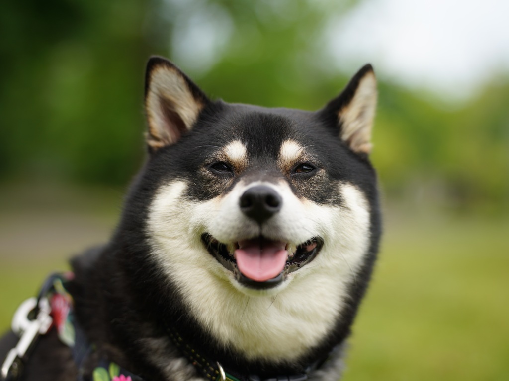 大好きな公園