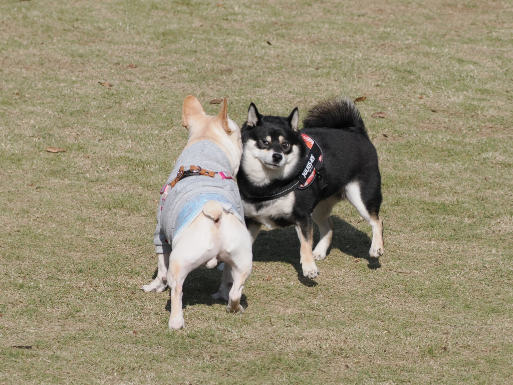おまけ　力比べ