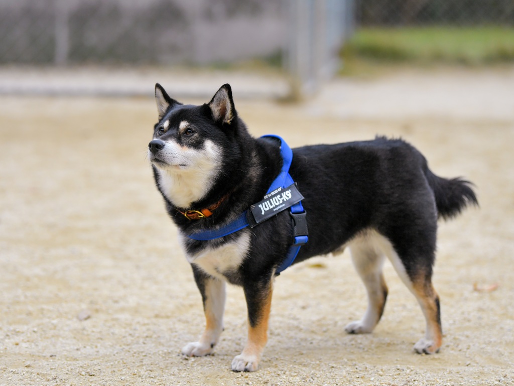 ボクの名前を呼びましたか？