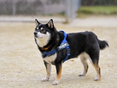 ボクの名前を呼びましたか？