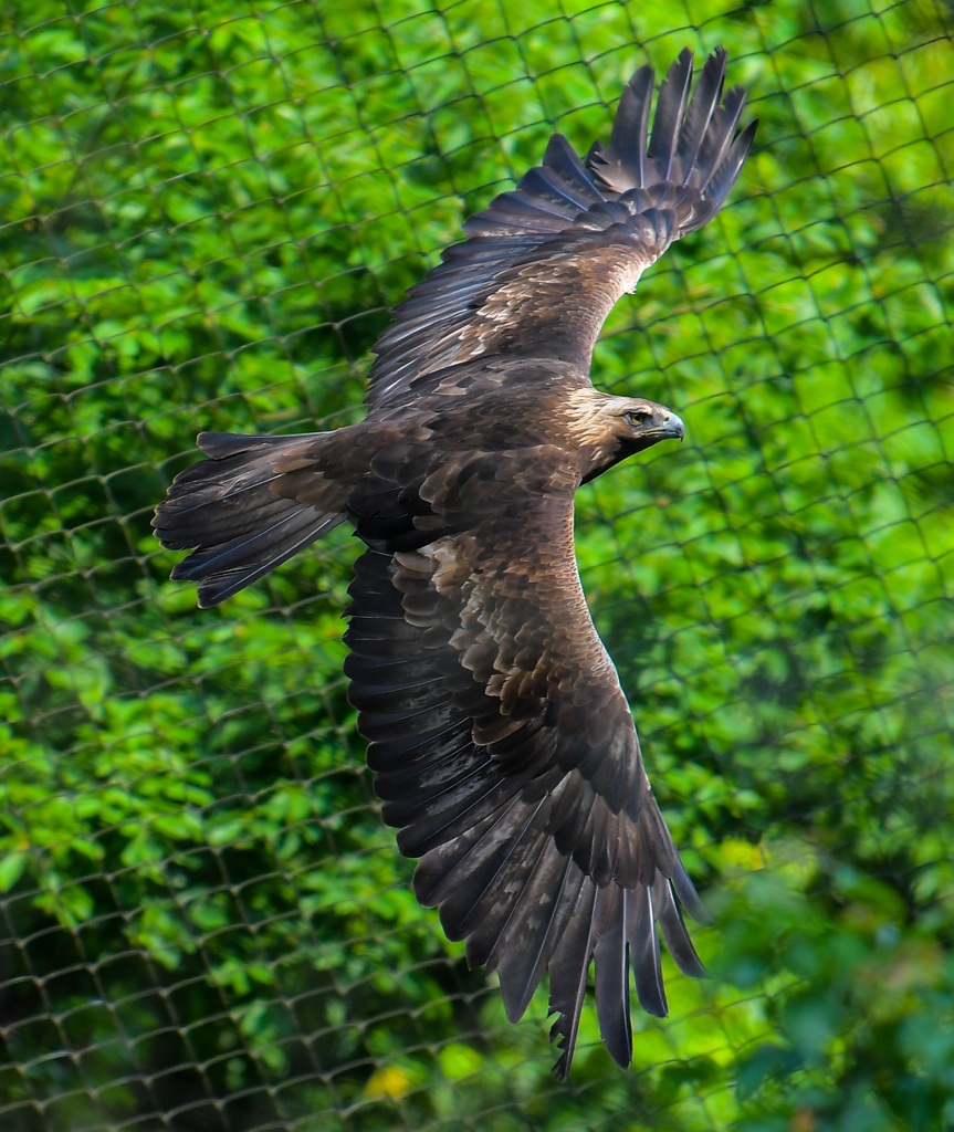 古い写真　動物園にはまっていた頃