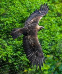 古い写真　動物園にはまっていた頃