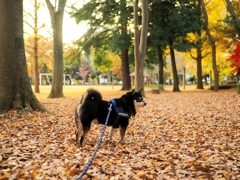 落ち葉の公園で