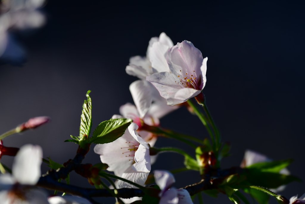 桜