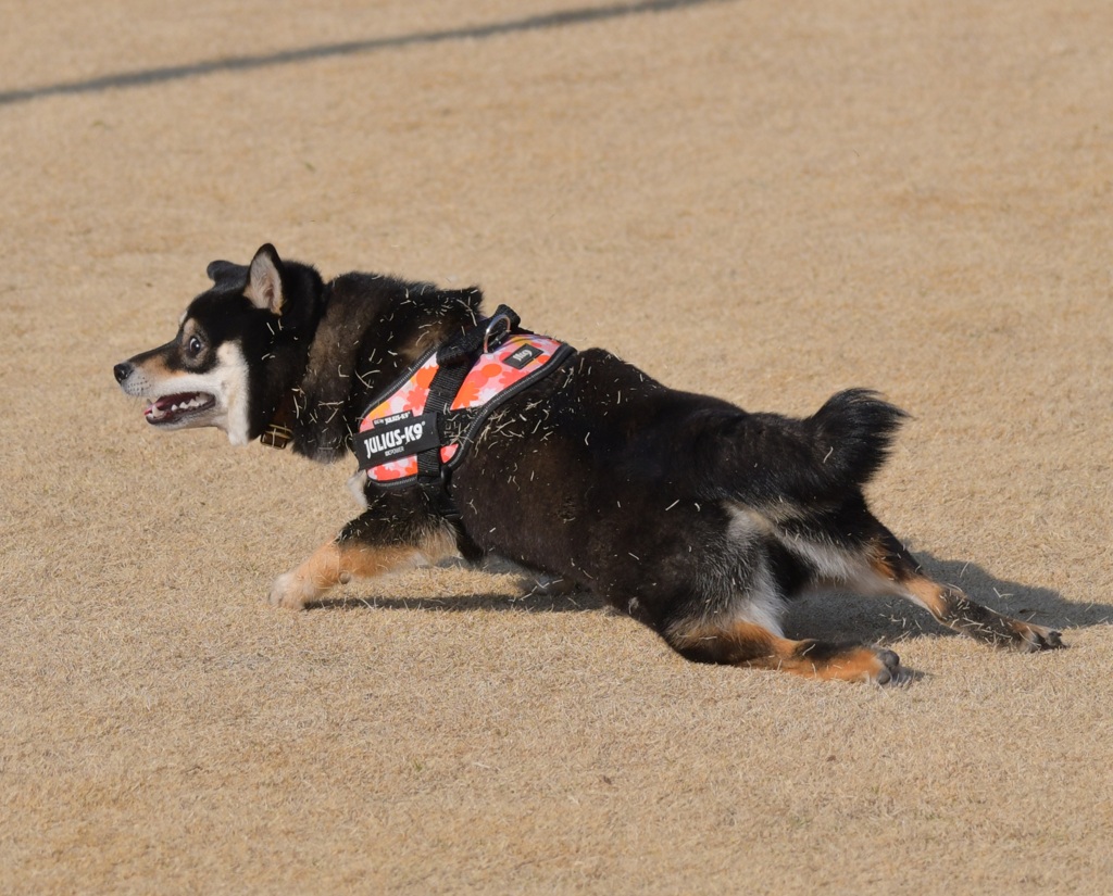 古い写真　腰抜けた