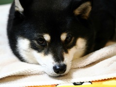 タヌキじゃなくてオオカミなのさ