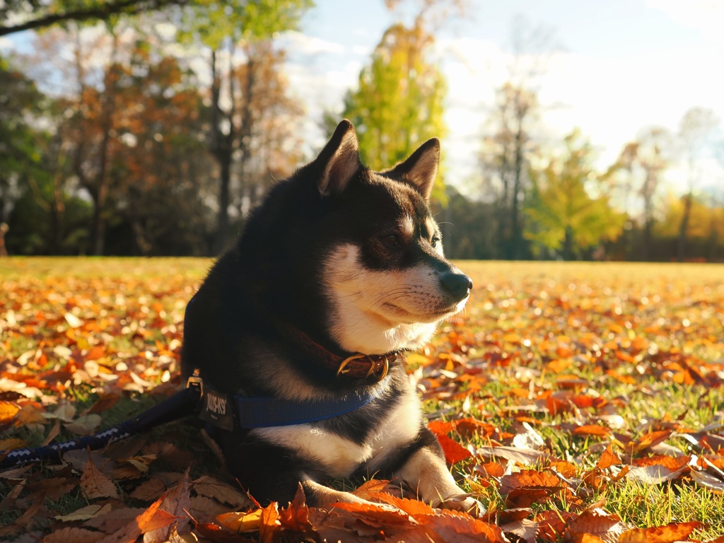 午後の公園