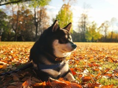 午後の公園