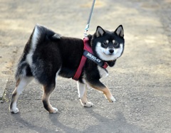 早くおいでよ
