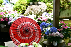 紫陽花と傘