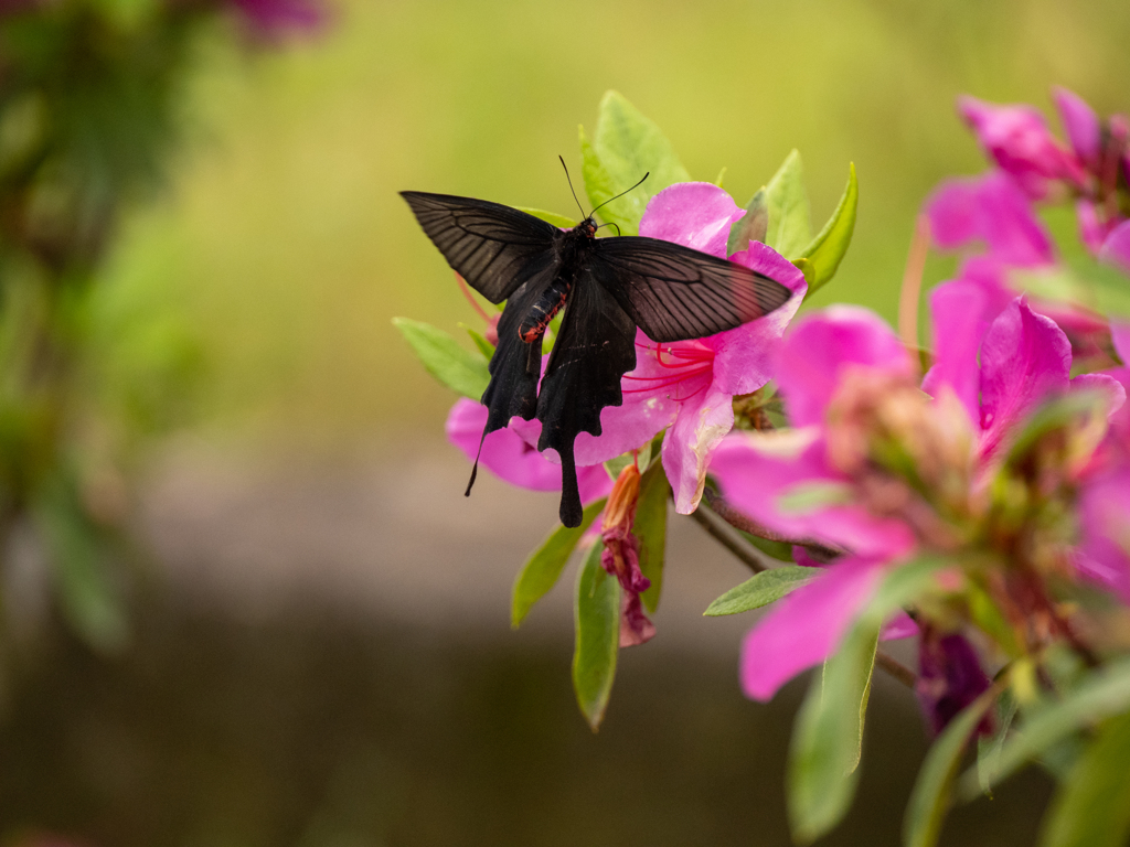 ツツジと蝶