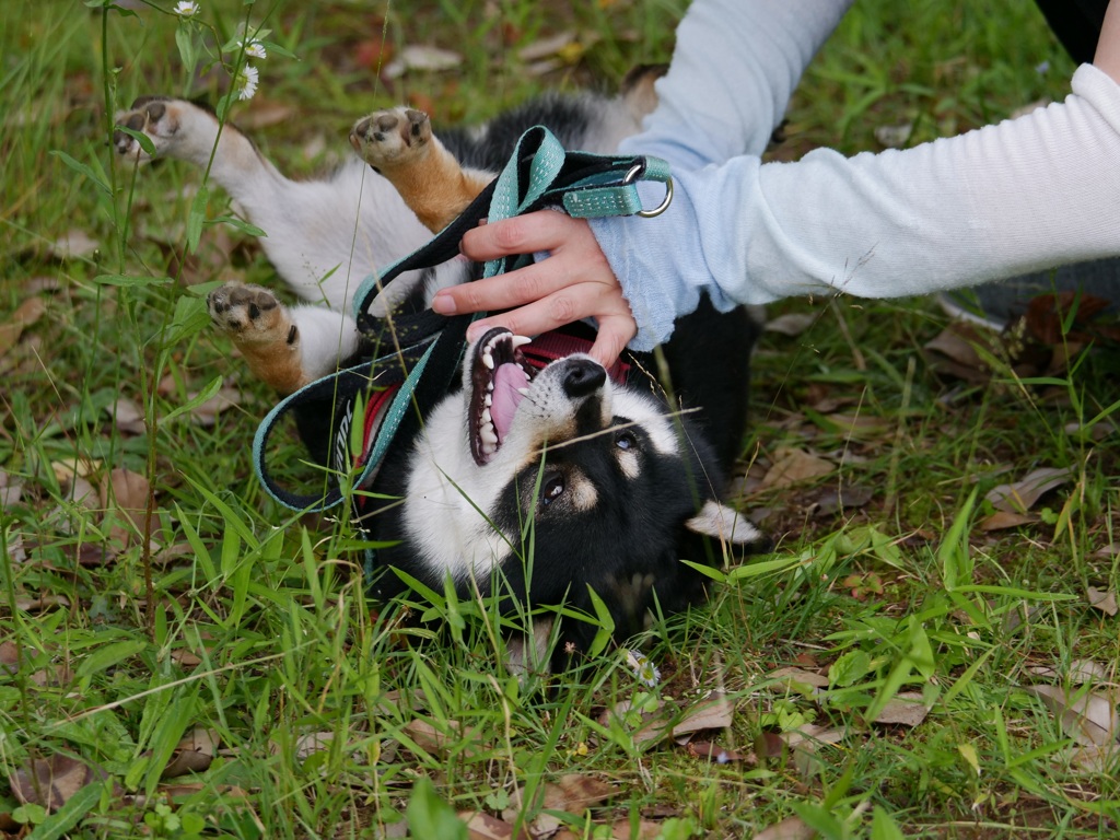 古い写真　こちょこちょこちょ