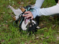 古い写真　こちょこちょこちょ