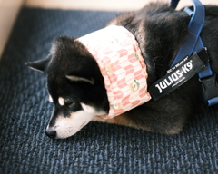 うたた寝
