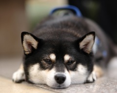 眠くなってきちゃった