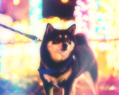 イルミネーション