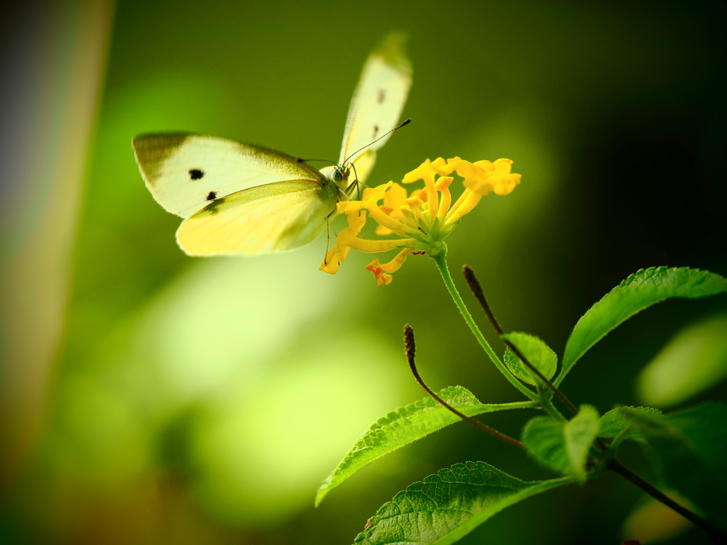 温室の蝶