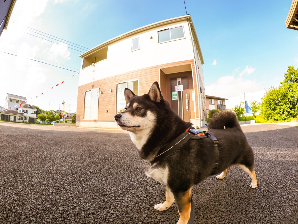 はいポーズ！
