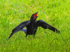 カラスの子育て①