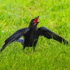 カラスの子育て①