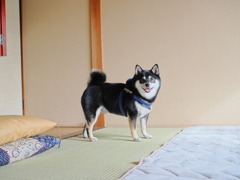 和室で遊んでなさい