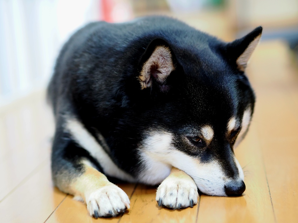 退屈だなぁ