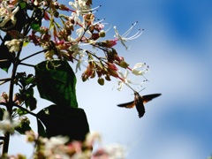 青空とホウジャク