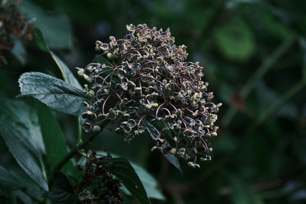 紫陽花
