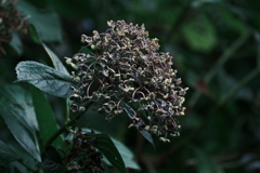 紫陽花