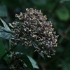 紫陽花