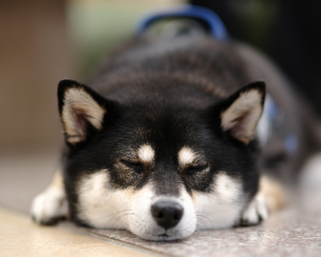 寝ちゃった