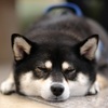 寝ちゃった