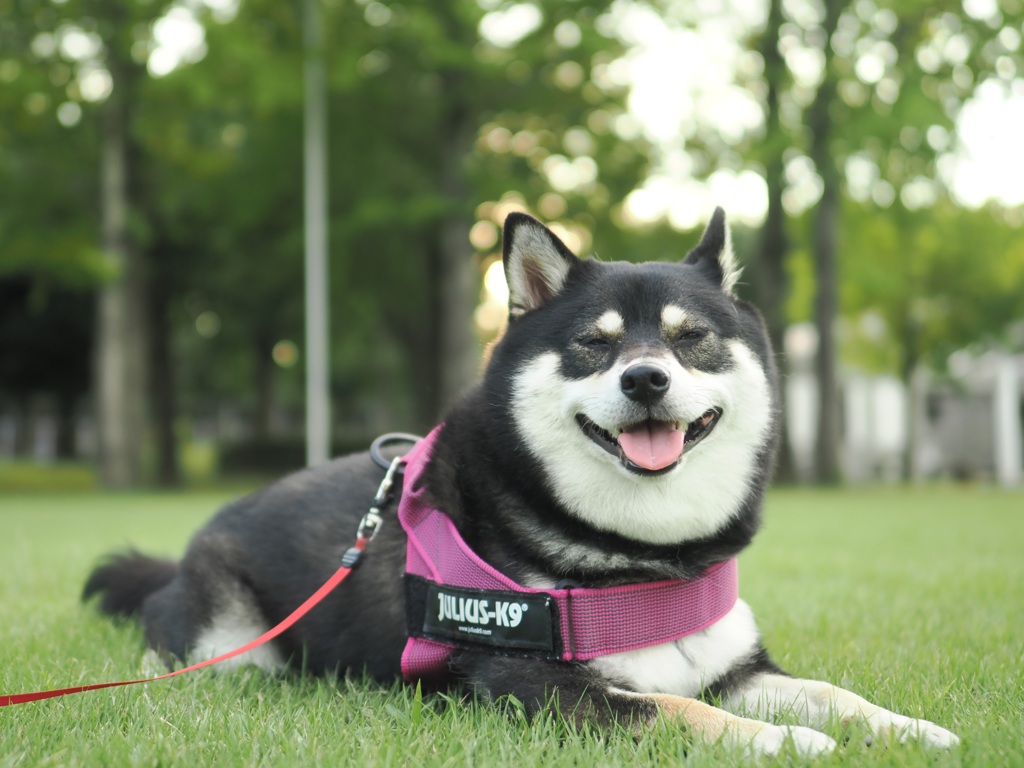 不細工だけど可愛い