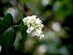 白い紫陽花