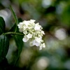 白い紫陽花
