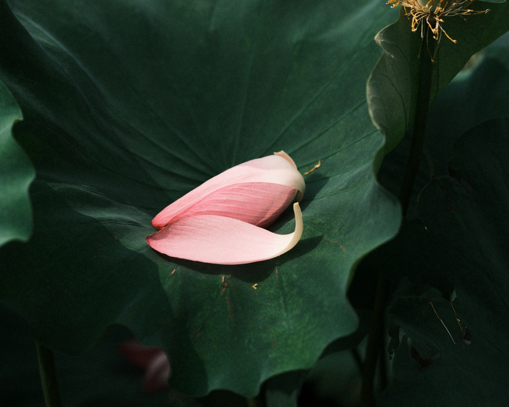 名残の花びら