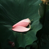名残の花びら