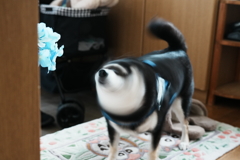 柴ドリル　①