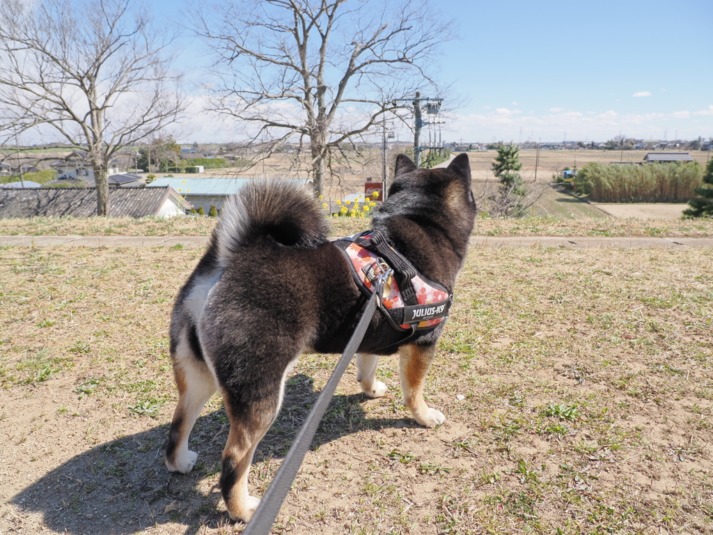 小高い丘から関宿の街を眺める