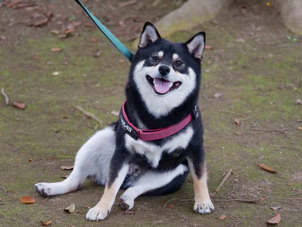 古い写真　ちょっと休憩