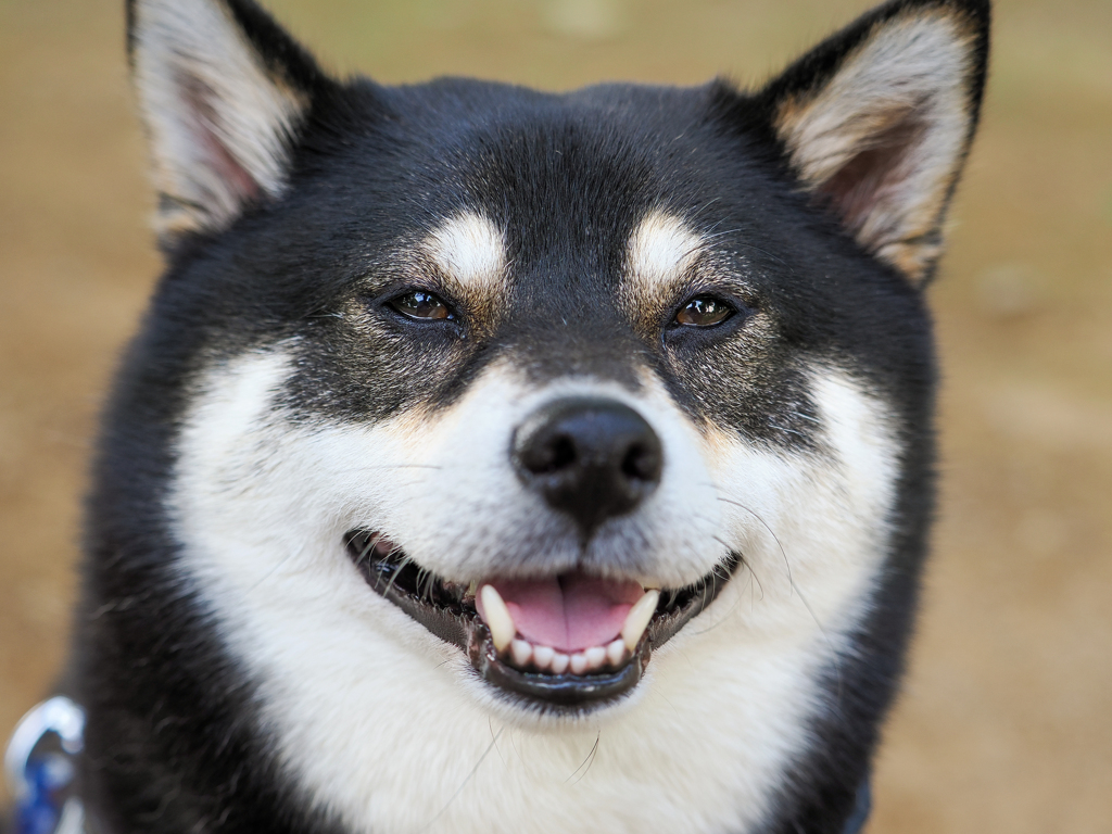 オヤツが貰えると思っている時の顔