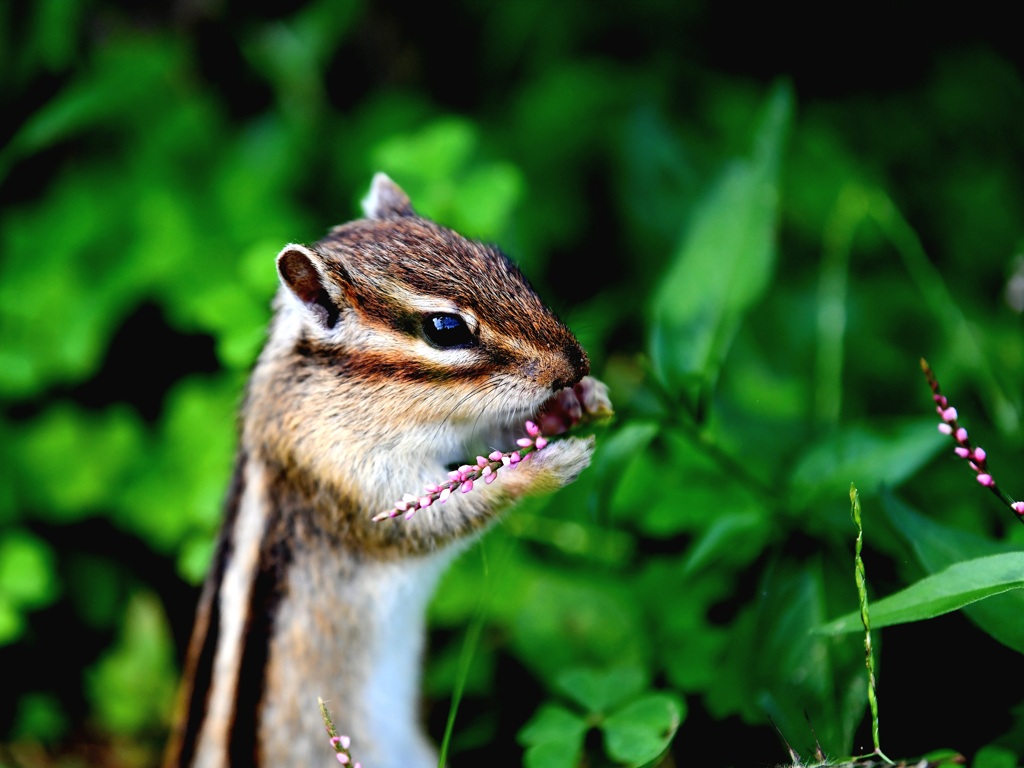 古い写真　かわいいシマリス