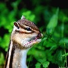 古い写真　かわいいシマリス