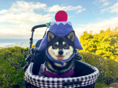 柴犬と富士山（偽）