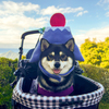 柴犬と富士山（偽）