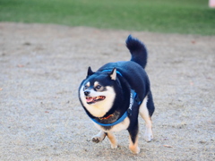 走れ走れ