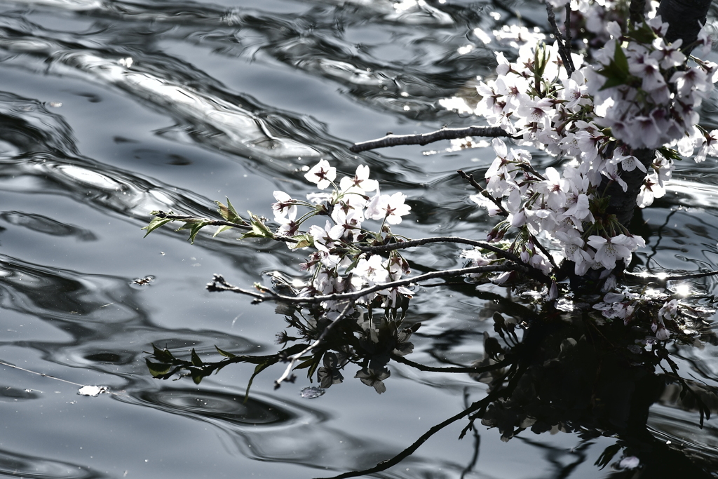 水際の桜