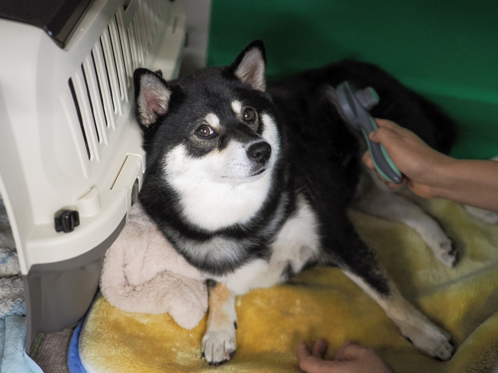 チラ見