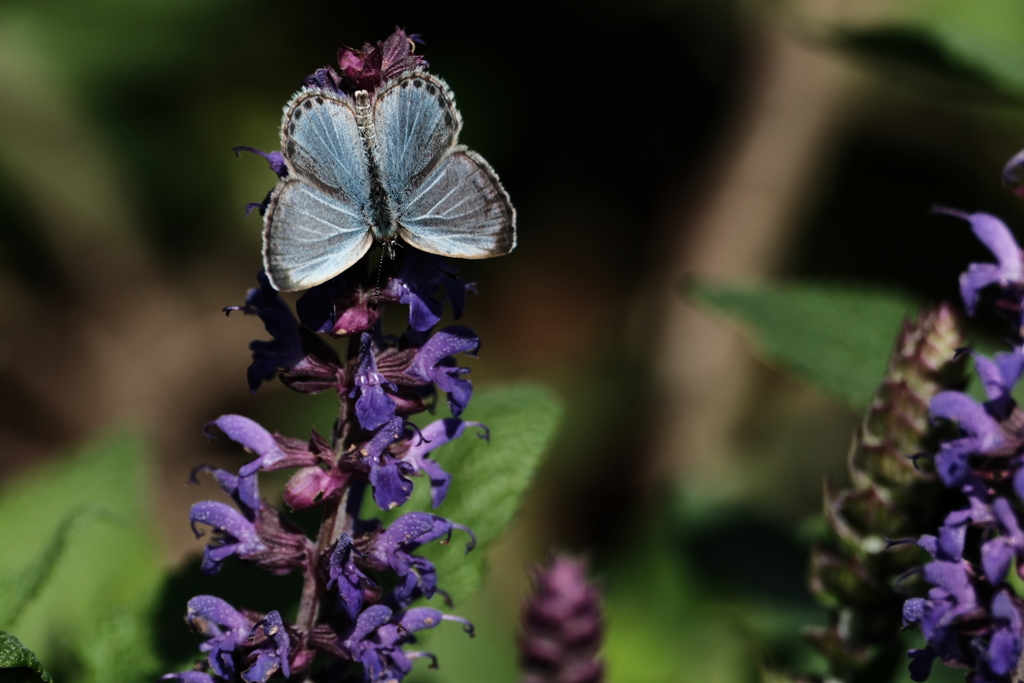 宝石のような蝶