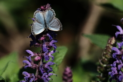 宝石のような蝶